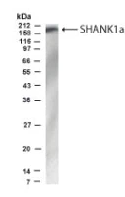 Anti-SHANK1a (N-terminus) Antibody
