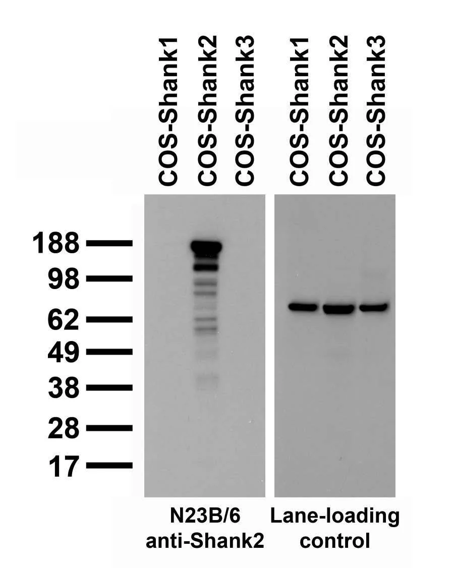 Anti-Shank2 Antibody - Image 2