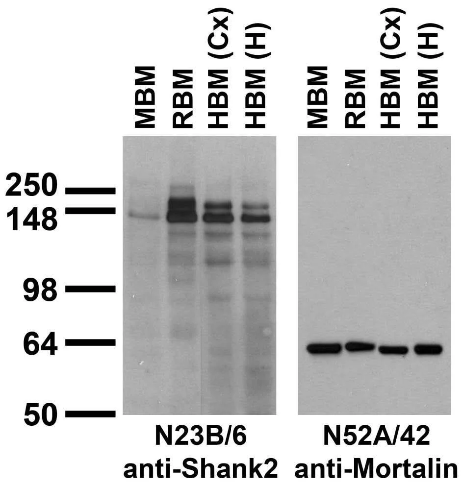 Anti-Shank2 Antibody - Image 3