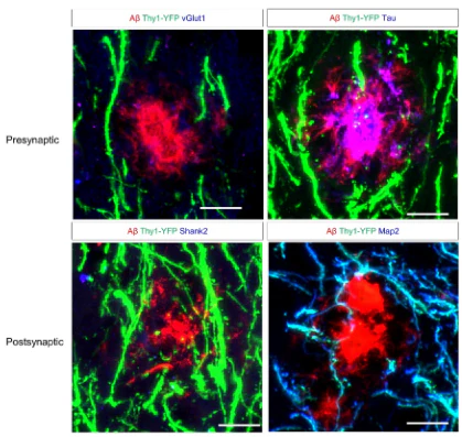 Anti-Shank2 Antibody - Image 5