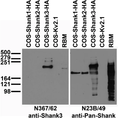 Anti-Shank3 Antibody - Image 3