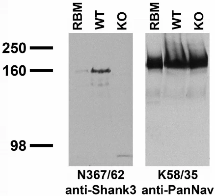 Anti-Shank3 Antibody - Image 4