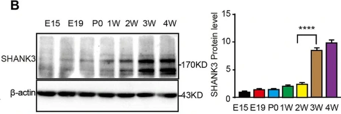 Anti-Shank3 Antibody - Image 5
