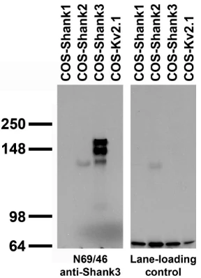 Anti-Shank3 Antibody - Image 2