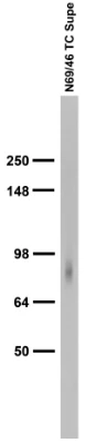 Anti-Shank3 Antibody - Image 3