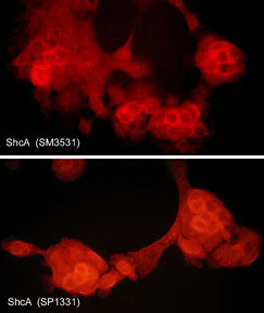 Anti-ShcA Antibody - Image 2