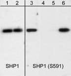 Anti-SHP1 (Ser-591), Phosphospecific Antibody