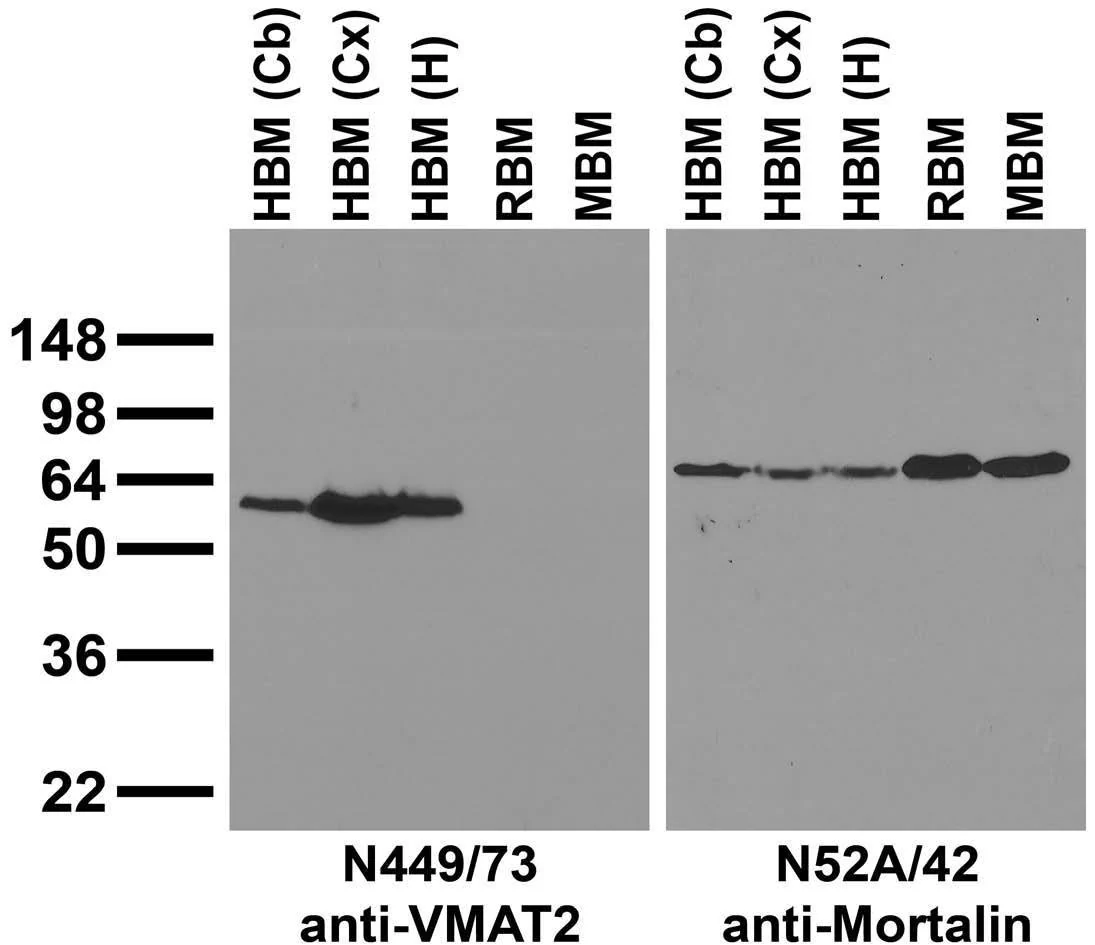 Anti-Slc18a2/VMAT2 Antibody