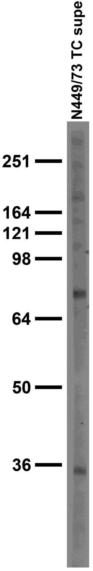Anti-Slc18a2/VMAT2 Antibody - Image 2