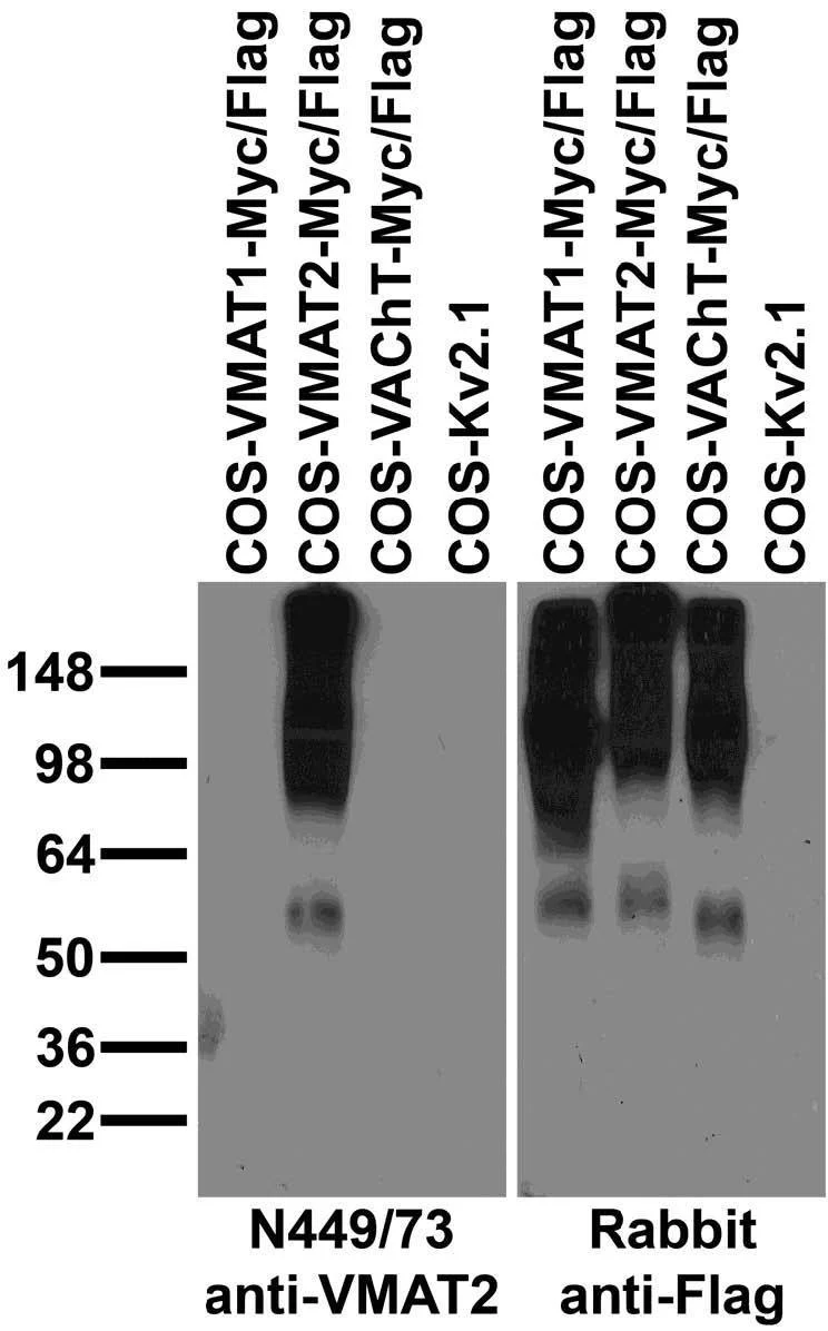 Anti-Slc18a2/VMAT2 Antibody - Image 3