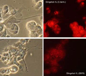 Anti-Slingshot-1L (Ser-978), Phosphospecific Antibody - Image 2