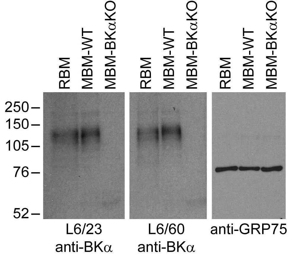 Anti-Slo1/BKAlpha Potassium Channel Antibody - Image 2
