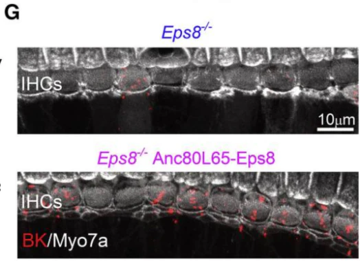 Anti-Slo1/BKAlpha Potassium Channel Antibody - Image 3