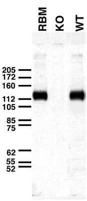 Anti-Slo1 Maxi-K+ Channel Antibody - Image 2