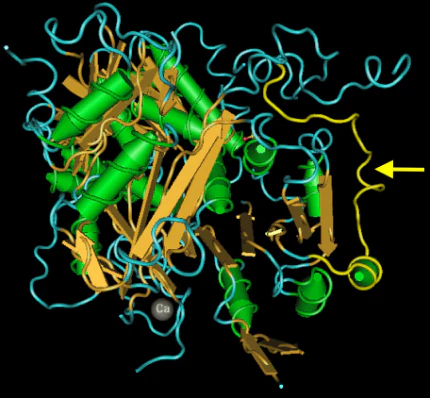 Anti-Slo1 Maxi-K+ Channel Antibody - Image 5
