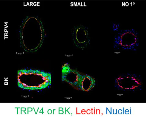 Anti-Slo1 Maxi-K+ Channel Antibody - Image 6