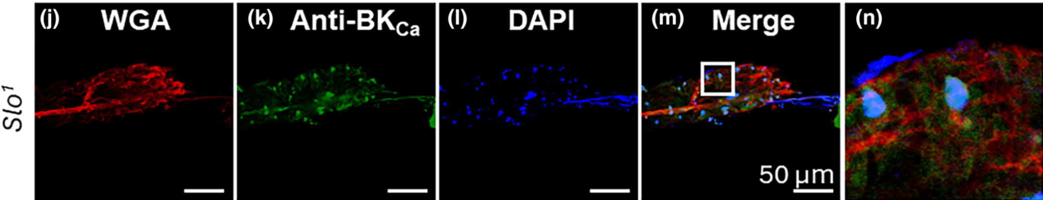 Anti-Slo1 Maxi-K+ Channel Antibody - Image 9