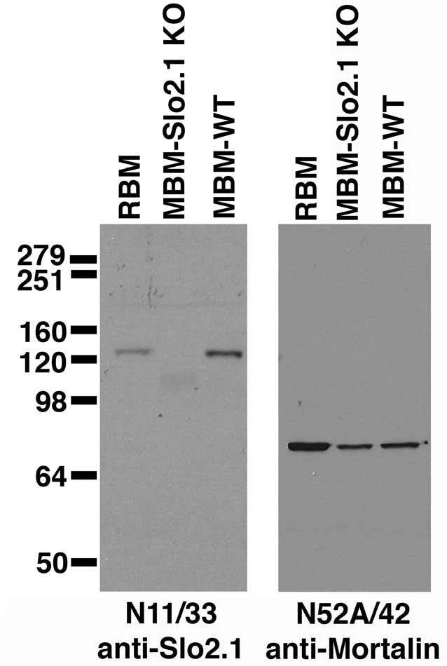 Anti-Slo2.1/Slick K+ Channel Antibody