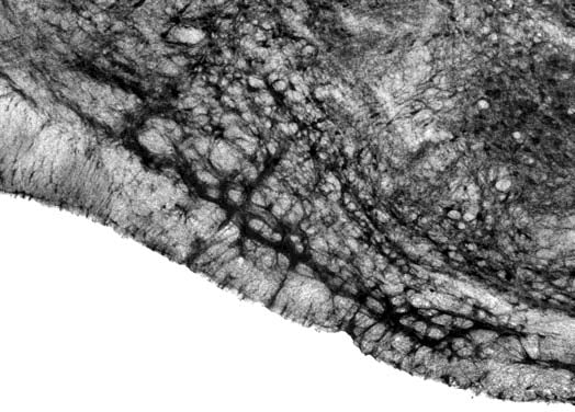 Anti-Slo2.2/Slack K+ Channel Antibody - Image 5