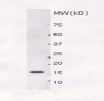 Anti-Small ubiquitin-related modifier 1 (SUMO-1) Antibody