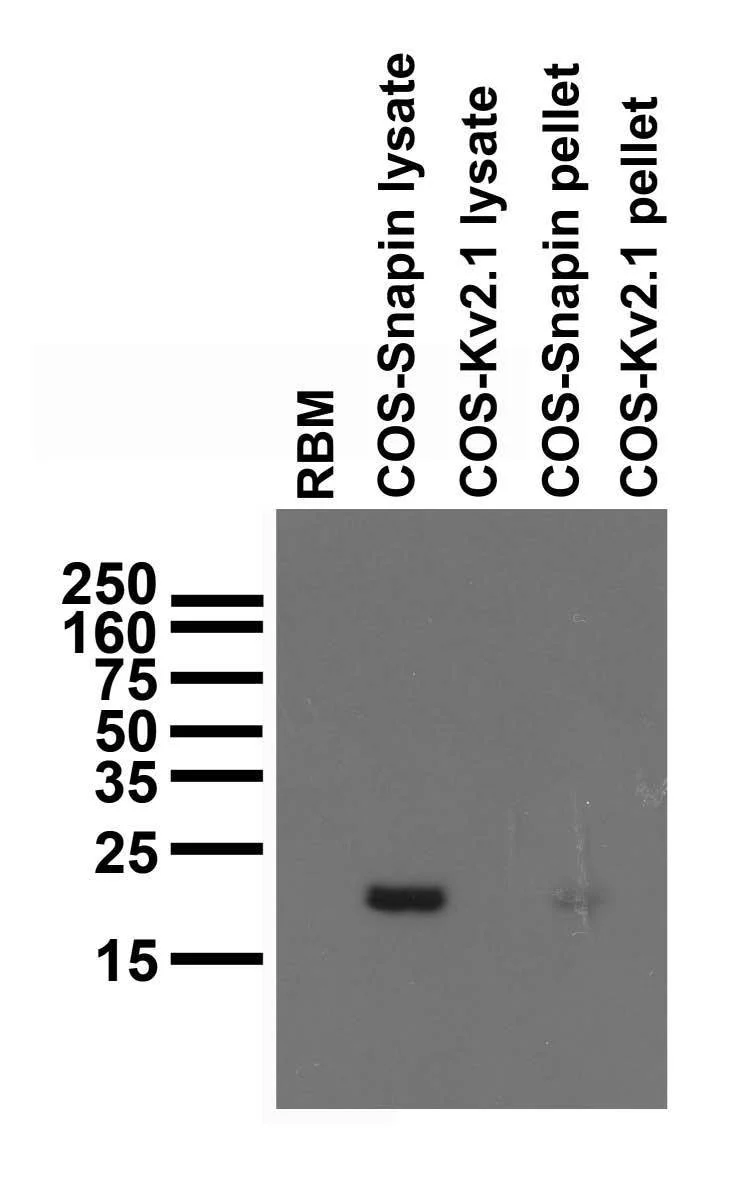 Anti-Snapin/SNAPAP Antibody