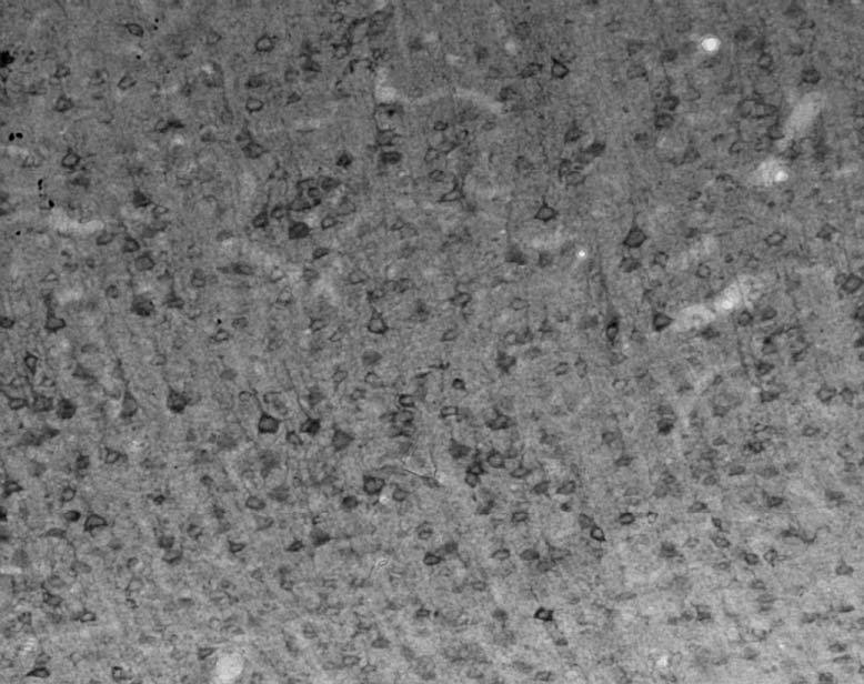 Anti-Snapin/SNAPAP Antibody - Image 3