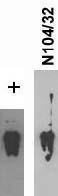 Anti-SNAT1 Antibody - Image 2