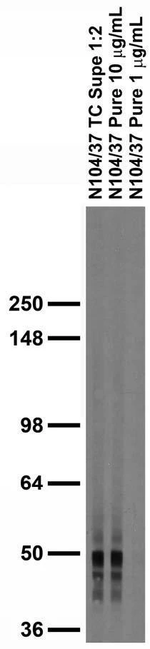 Anti-SNAT1 Antibody