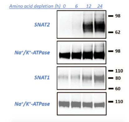 Anti-SNAT1 Antibody - Image 2