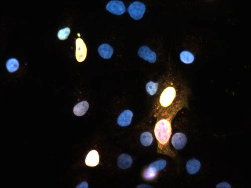 Anti-SOX2 Antibody - Image 2