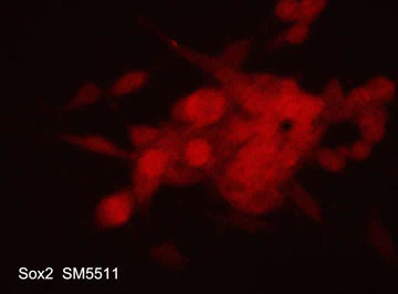 Anti-Sox2 Antibody - Image 2