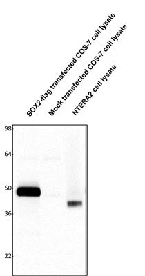 Anti-SOX2 Antibody - Image 2