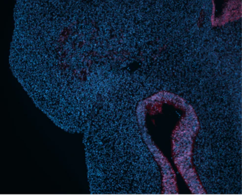 Anti-SOX2 Antibody - Image 3