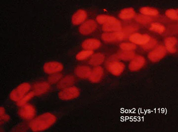 Anti-Sox2 (Lys-119), methyl-specific Antibody - Image 2