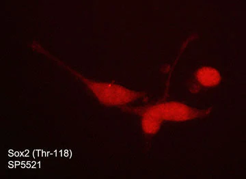Anti-Sox2 (Thr-118), Phosphospecific Antibody - Image 2