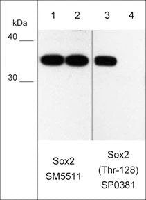 Anti-Sox2 (Thr-128), Phosphospecific Antibody