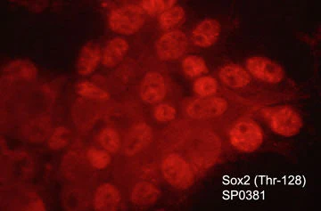 Anti-Sox2 (Thr-128), Phosphospecific Antibody - Image 2