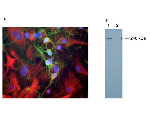 Anti-Spectrin, alpha II Antibody