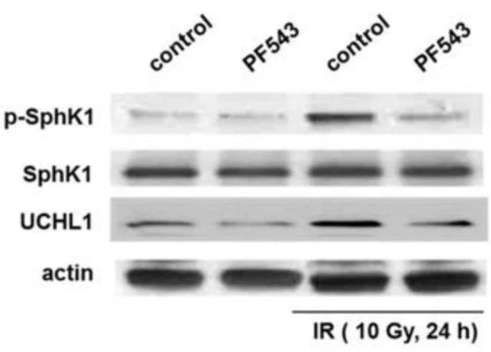 Anti-Sphingosine Kinase 1 (Ser-225), Phosphospecific Antibody - Image 4