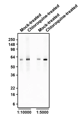 Anti-SQSTM1 Antibody - Image 2