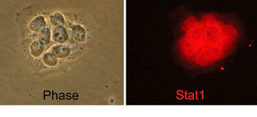 Anti-Stat1 Antibody - Image 2