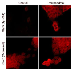 Anti-Stat5 (Tyr-694), Phosphospecific Antibody - Image 2