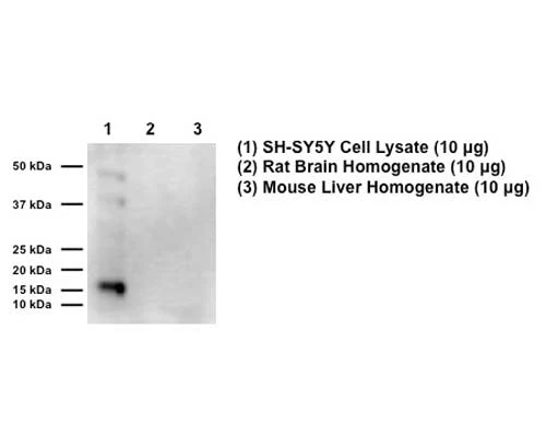 Anti-Superoxide dismutase 1 (SOD1) Antibody - Image 2