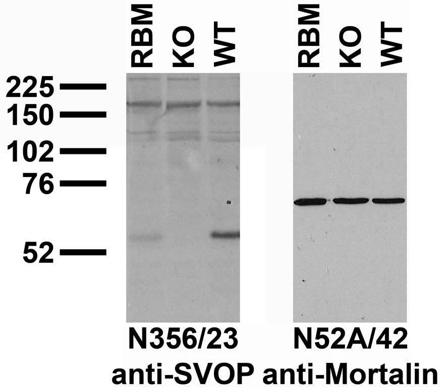 Anti-SVOP Antibody