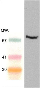 Anti-Syk (Central region) Antibody