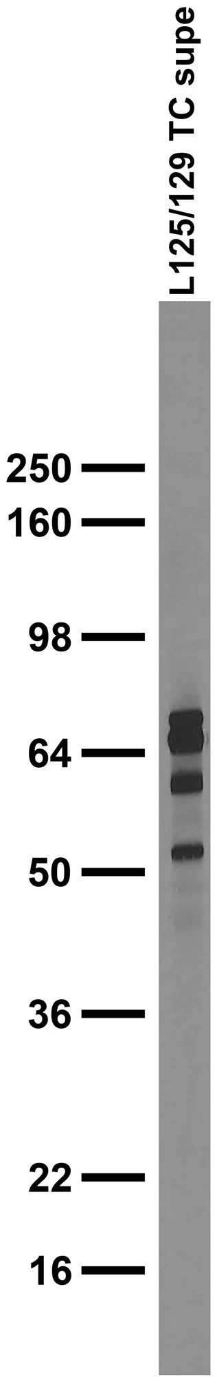 Anti-Synapsin-1/3 Antibody