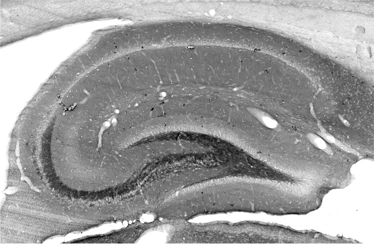 Anti-Synapsin-3 Antibody