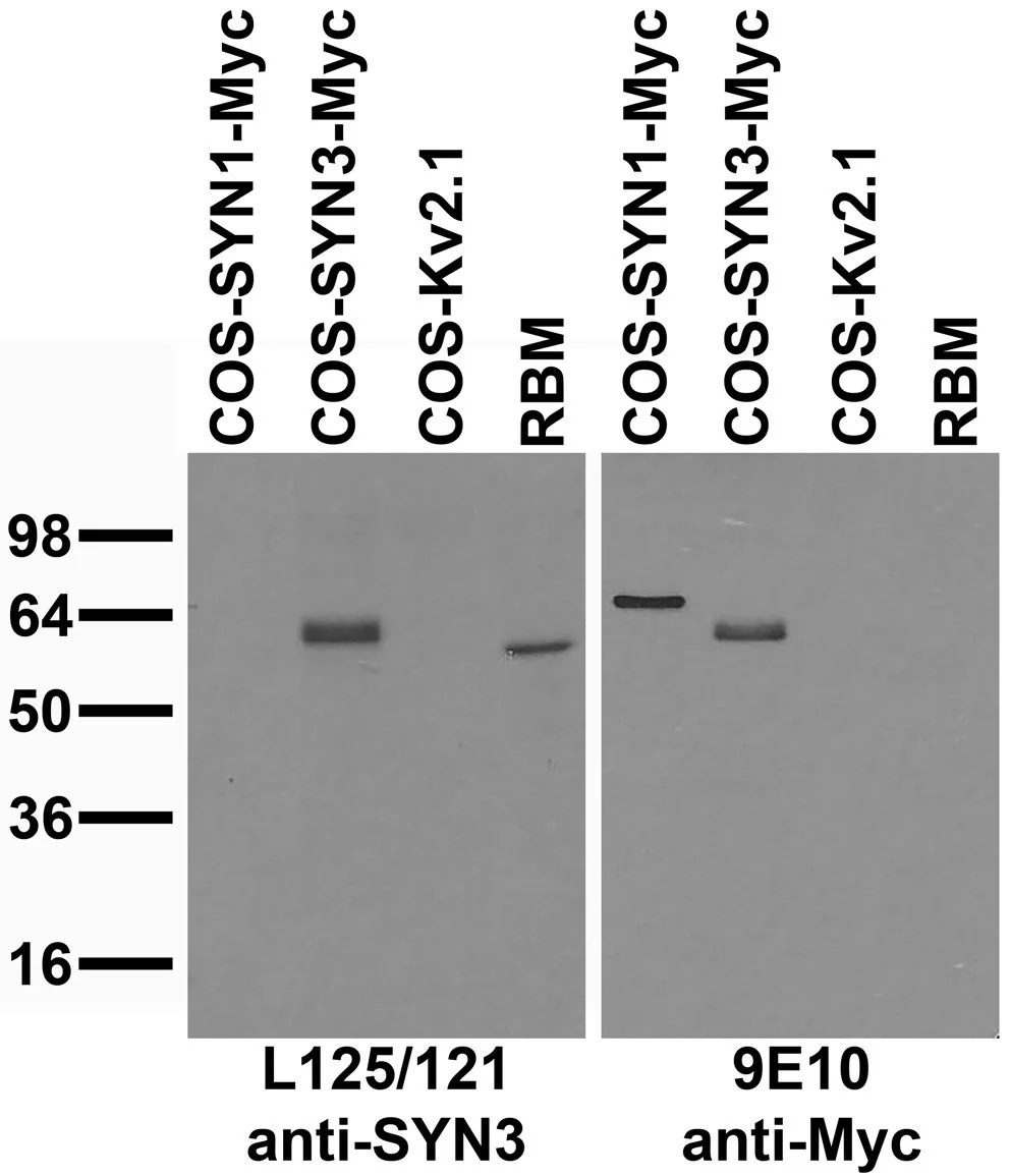 Anti-Synapsin-3 Antibody - Image 2