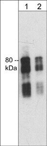 Anti-Synapsin I (C-terminal region) Antibody