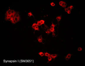 Anti-Synapsin I (C-terminal region) Antibody - Image 2